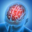 3D male figure with brain parts  highlighted
